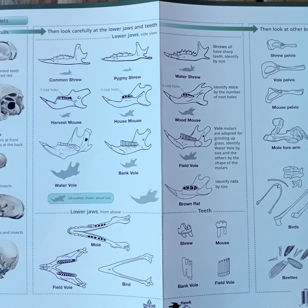 Page from Field Studies Council guide to owl pellets & their content, showing a selection of lower jaw bones from small rodents.