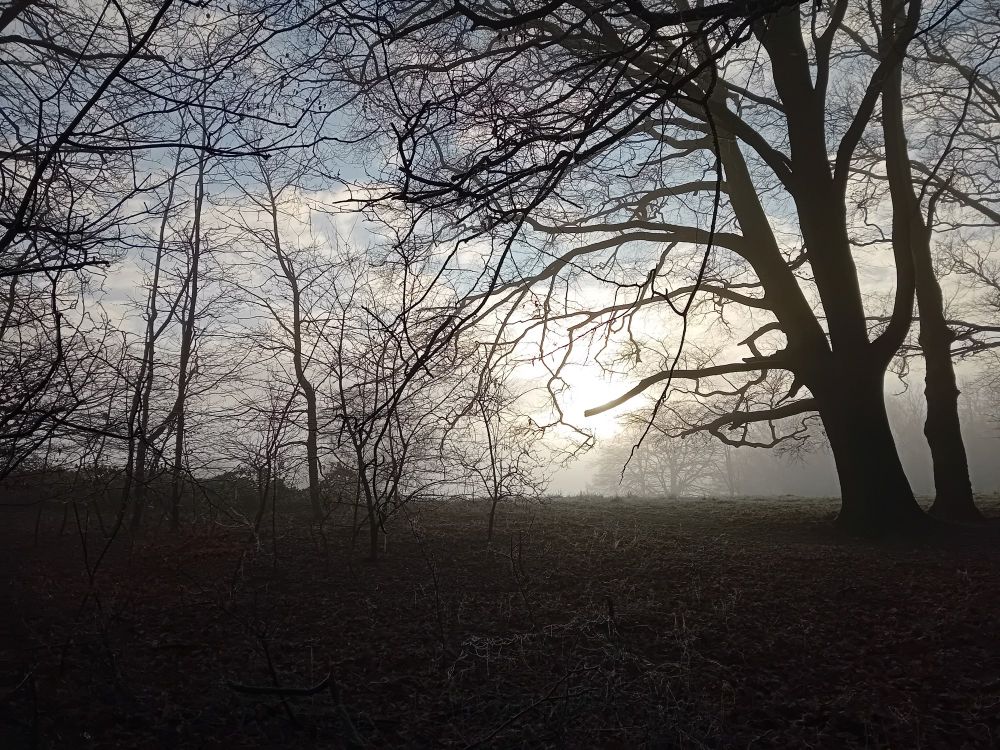 Bare trees silhouetted against a brightening sky.
