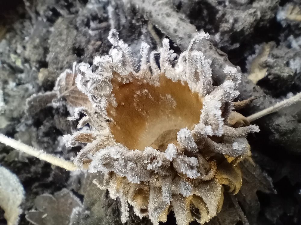 Turkey oak acorn cup - cup with “Medusa curls” on the outside — with ice crystals.