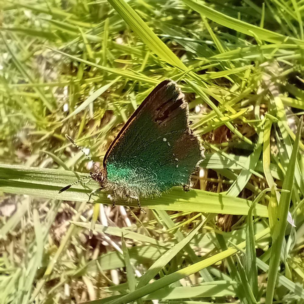 Green hair streak butterfly, Callophrys rubi, sat on a blade of grass. A small (less than 1”) butterfly, with wings held upright, iridescent green coloration on underwing, paler towards the ragged outer edges.