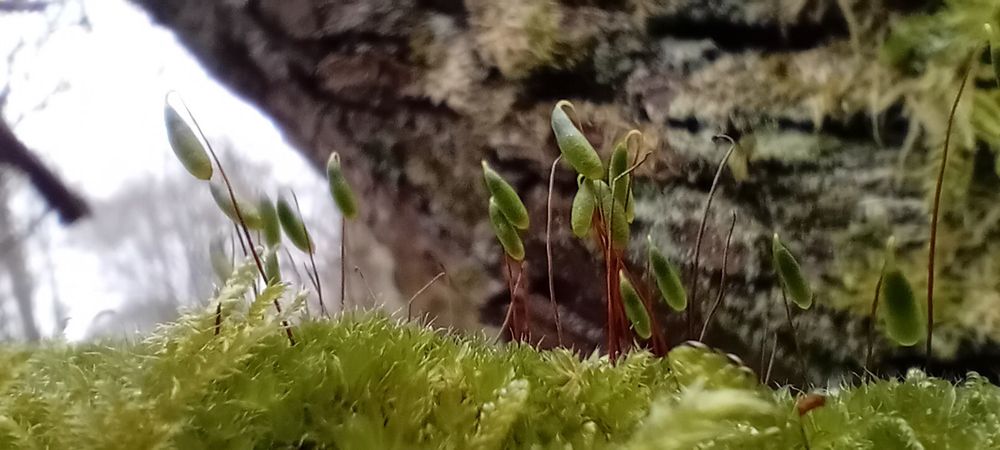 Extraordinary “ordinary” moss — green spore capsules on red-brown stems sprouting from a mass of light green stems with finely toothed edges.