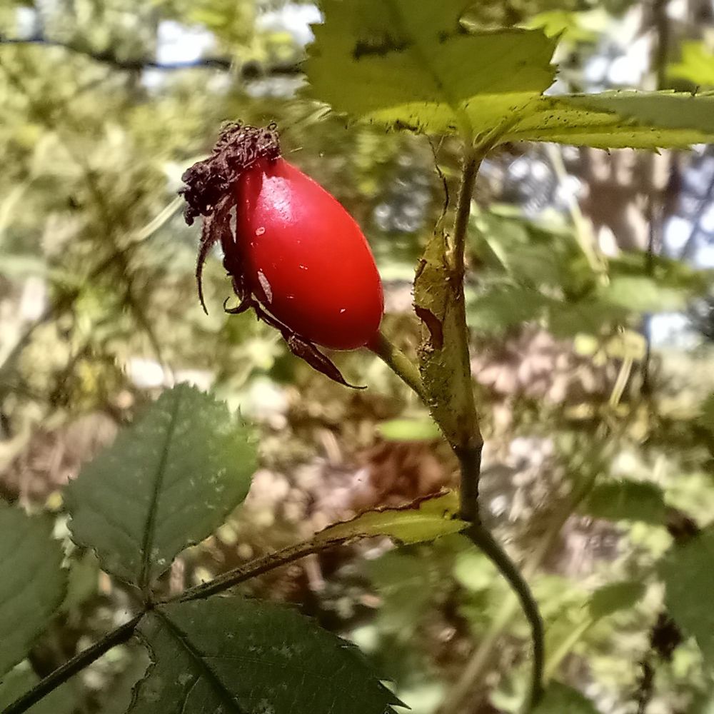 Rose hip.
Red oval shaped fruit.
