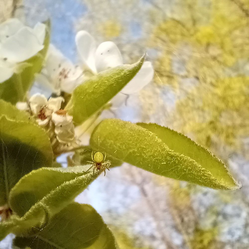 Tiny green spider hanging from a thread off thenlearnof a flowering cherry (?) tree.
