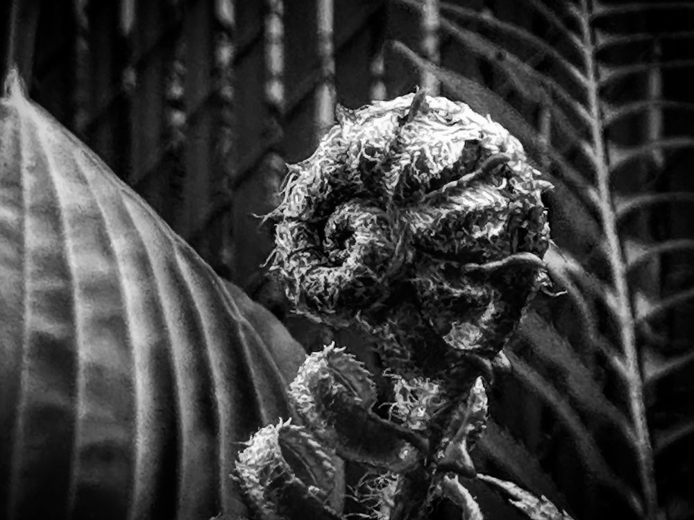 A black and white photo of a curled fern frond. It’s dark and contrasty.