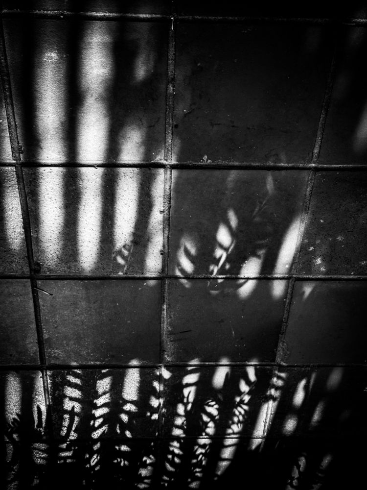 Black and white photo of a the shadow of a fern with lines from a fence going across tiles.