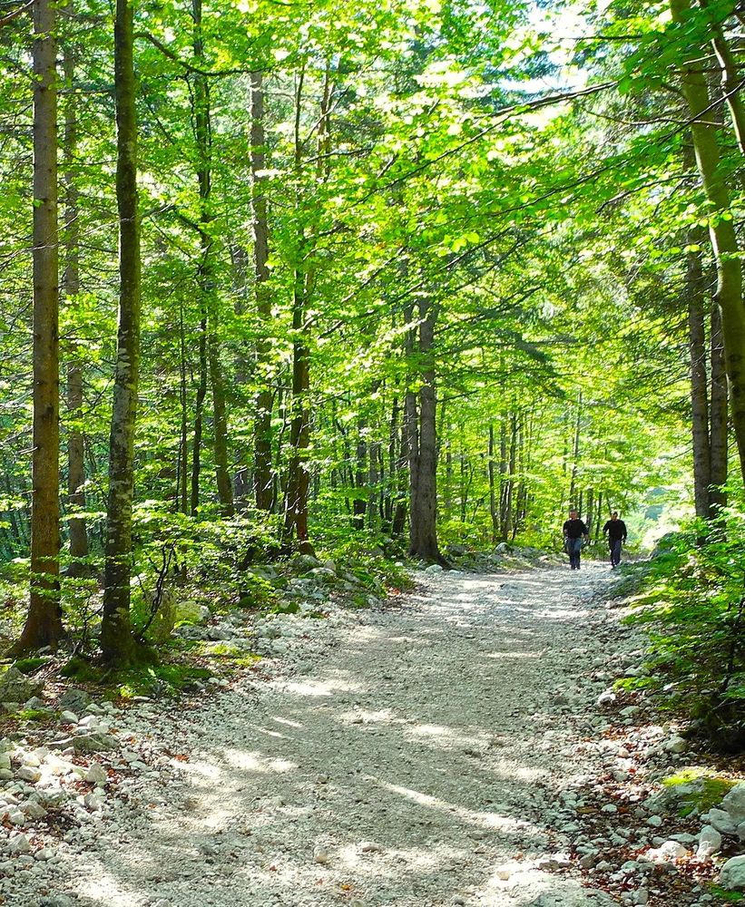 Two men are walking down a sun-dappled path through a forest in Slovenia. There are tall trees on each side of the path.