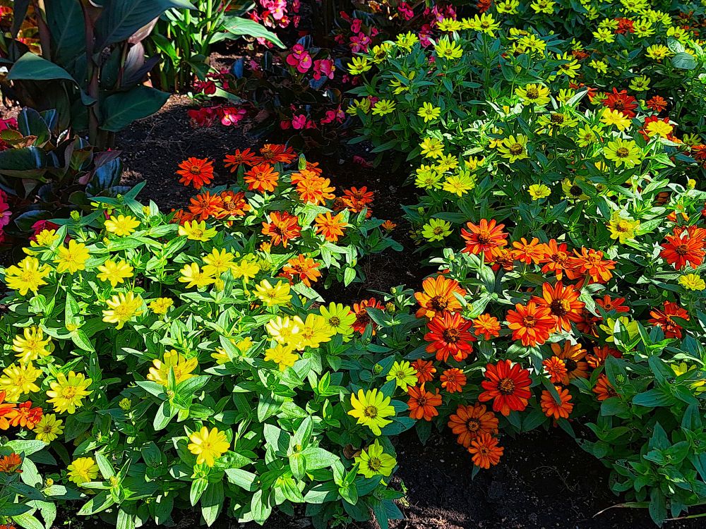 The photo shows a flower bed filled with yellow and orange blooms.