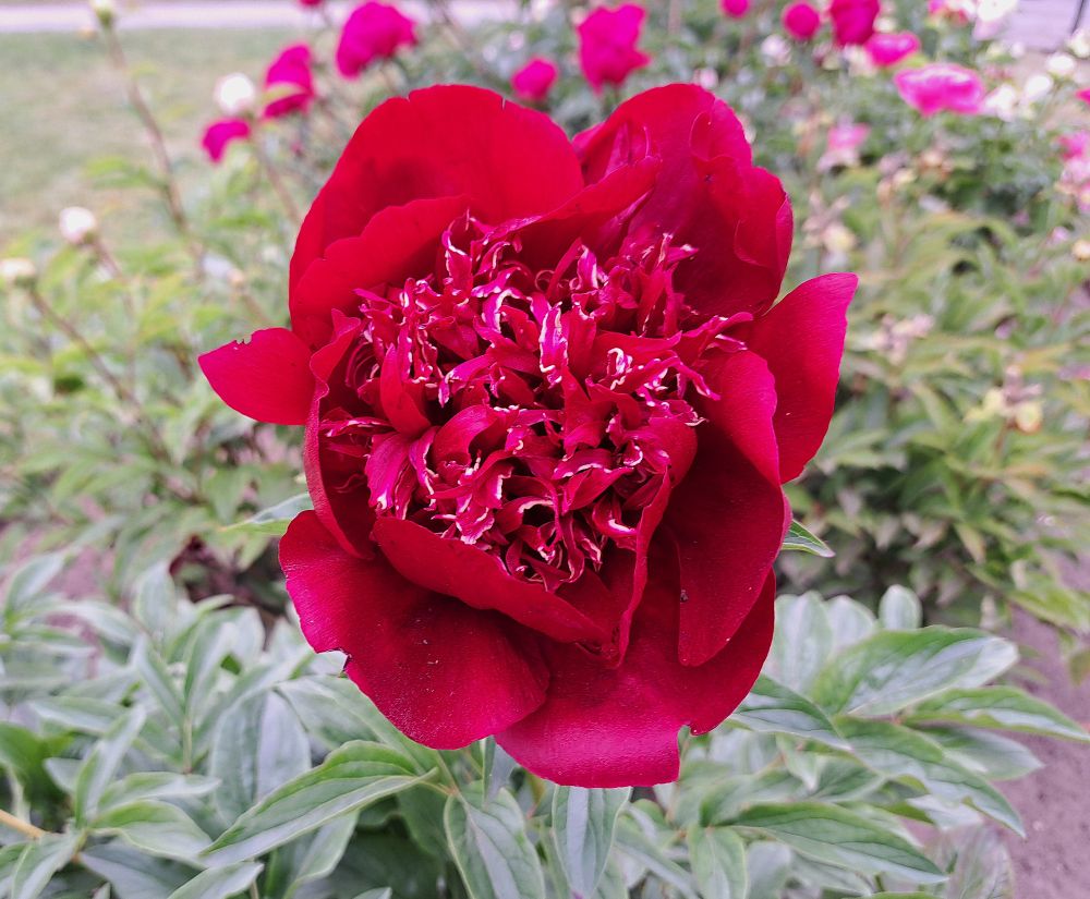 This large peony has red petals on the outside. The inside petals are red byt have a thin white tip on them.