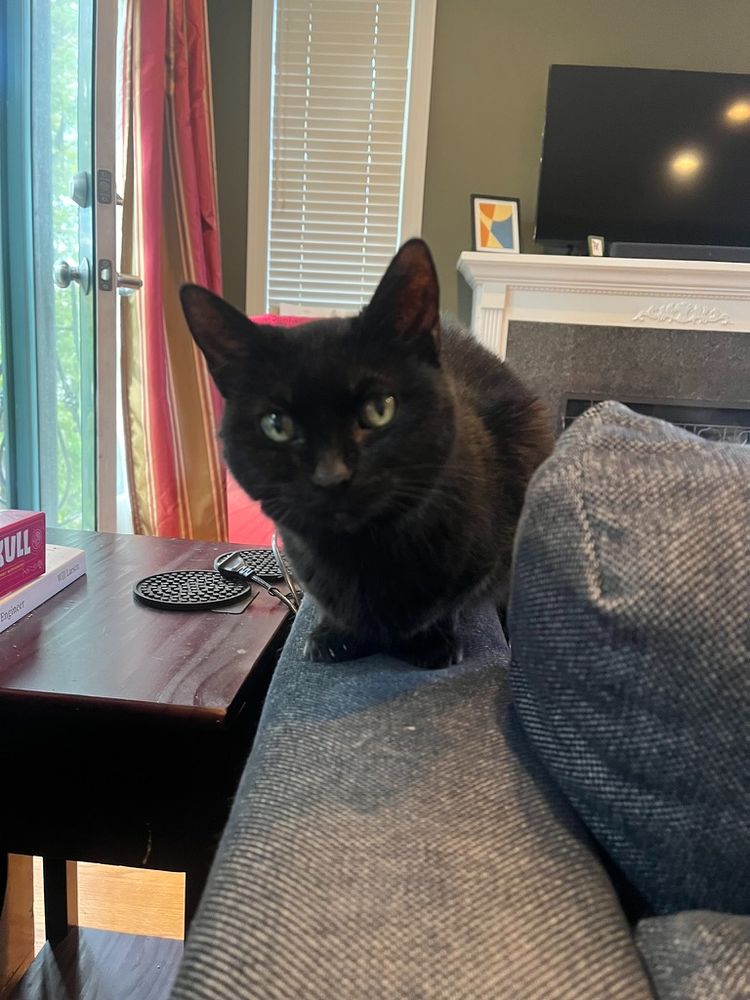 Little Miss Louise, a little black cat, sitting on the arm of a couch and looking into the camera