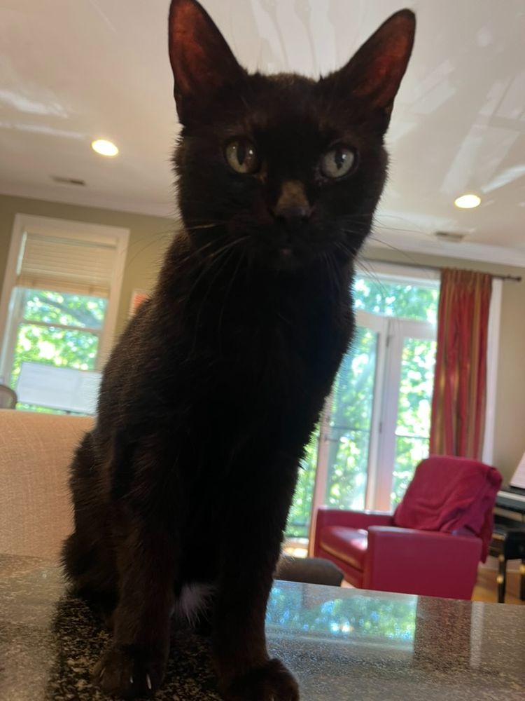Little Miss Louise, a Black Cat standing on counter top.