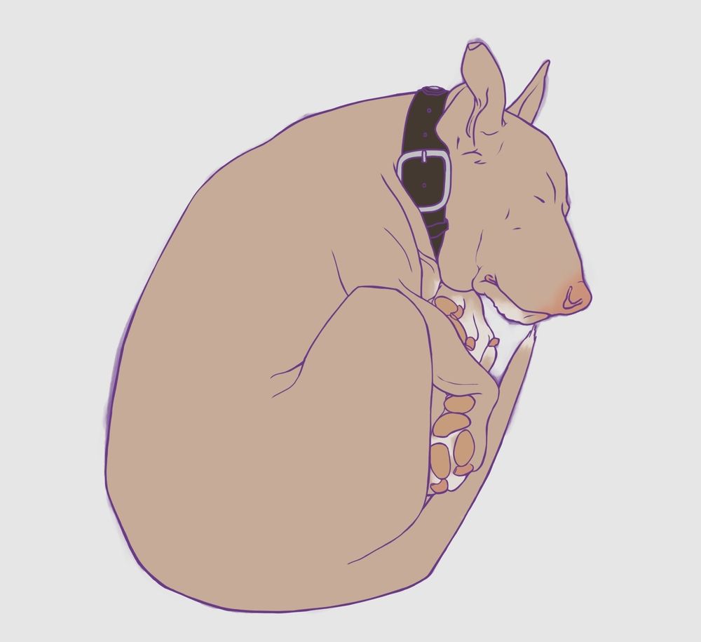 Drawing of my dog sleeping. flat colors and line art done so far need to do rendering next!