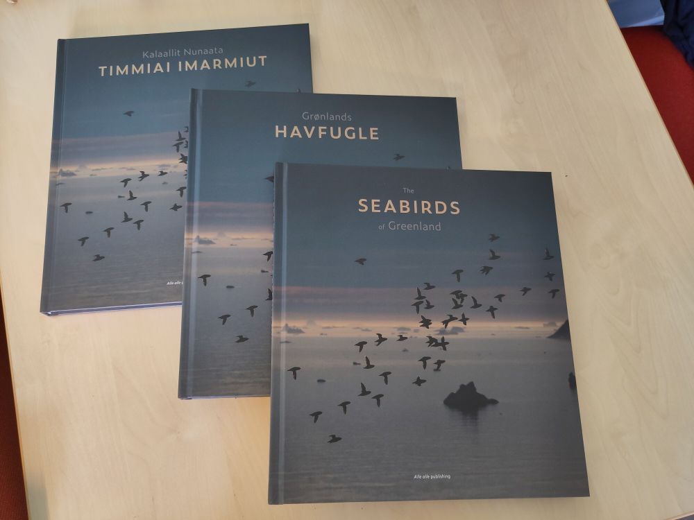 Copies of the forthcoming book on the seabirds of Greenland, in English, Danish and Greenlandic 