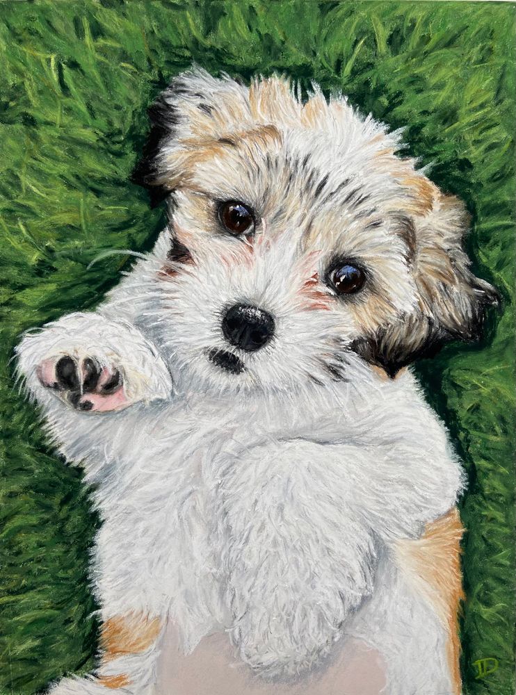 A pastel painting of a fluffy white and tan puppy dog lying on her back in a bed of grass looking up at the camera. 