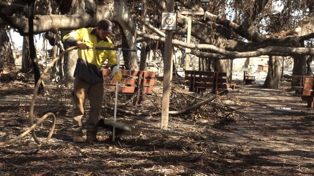 Lahaina Fire-Banyan Tree Aeration, August 16, 2023