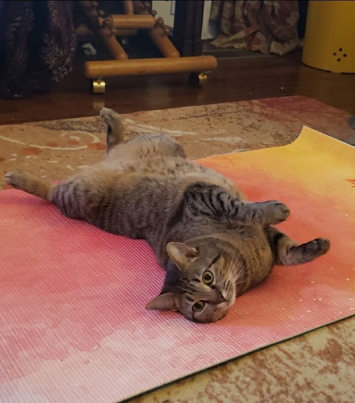 My sassy girl cat Gigi. 