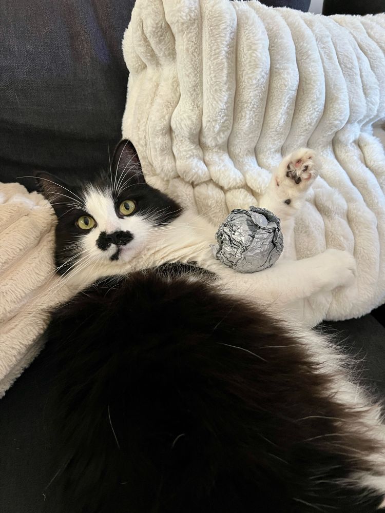 a black and white fluffy cat with yellow eyes holding a tinfoil ball 