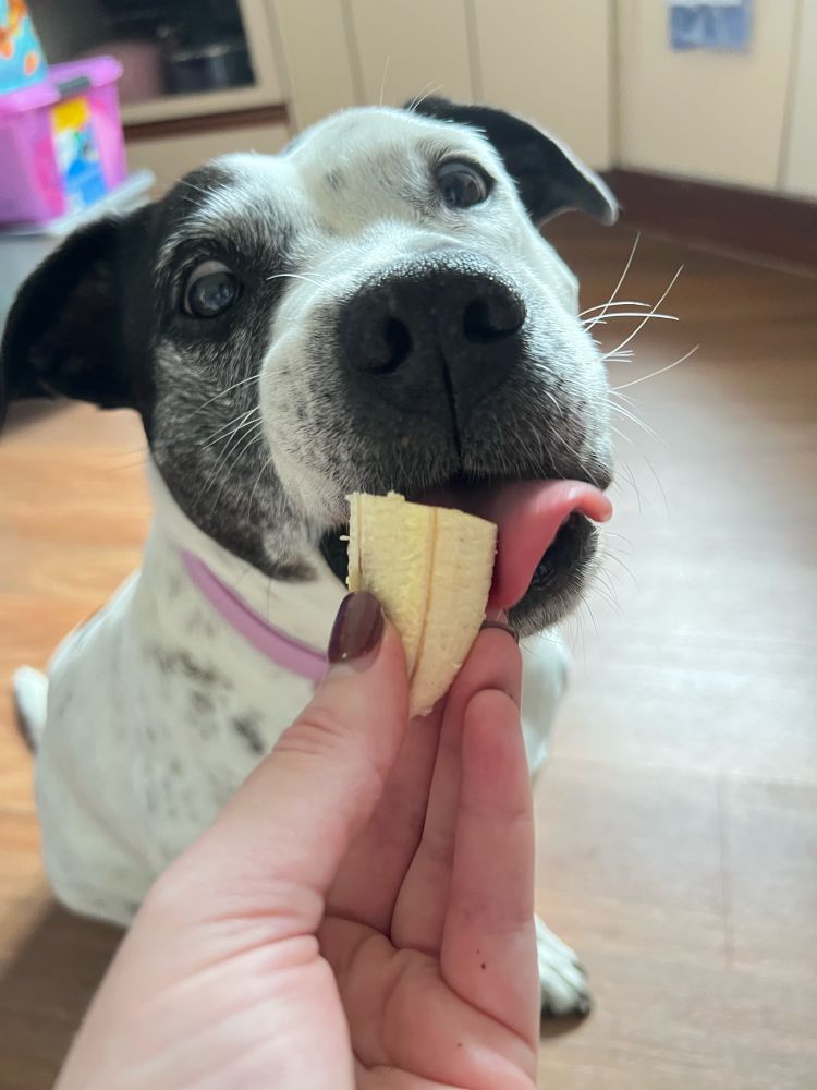 a back and white staffy dog licking a piece of banana out of her mom’s hand with very excited eyes 