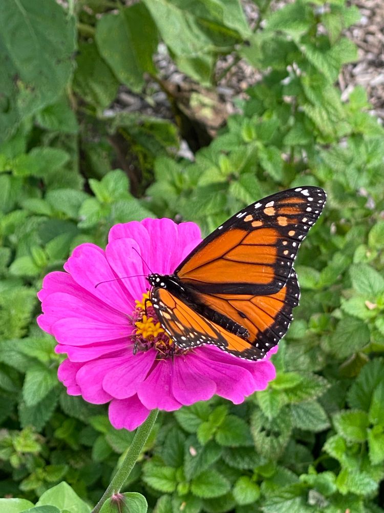 Orange & black Monarch butterfly on bright pink Zinnia with green lemon balm background.