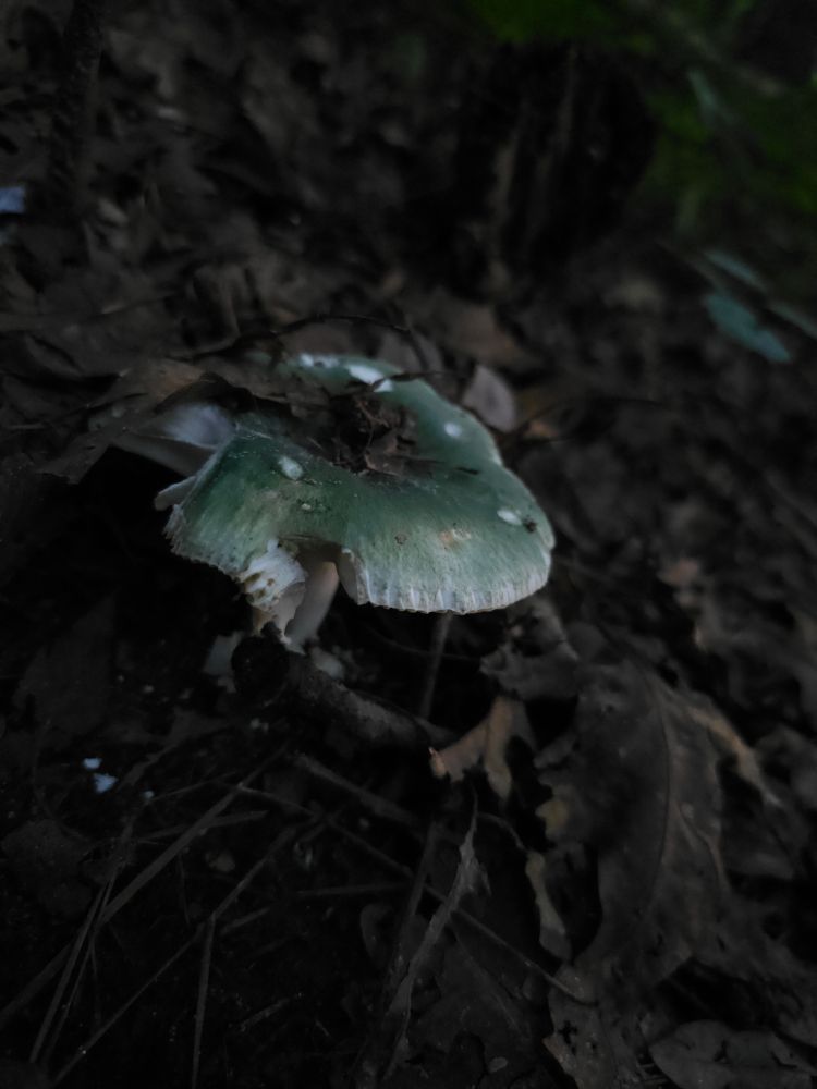 Green mushroom