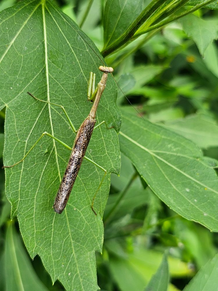 Green / brown Preying mantis 