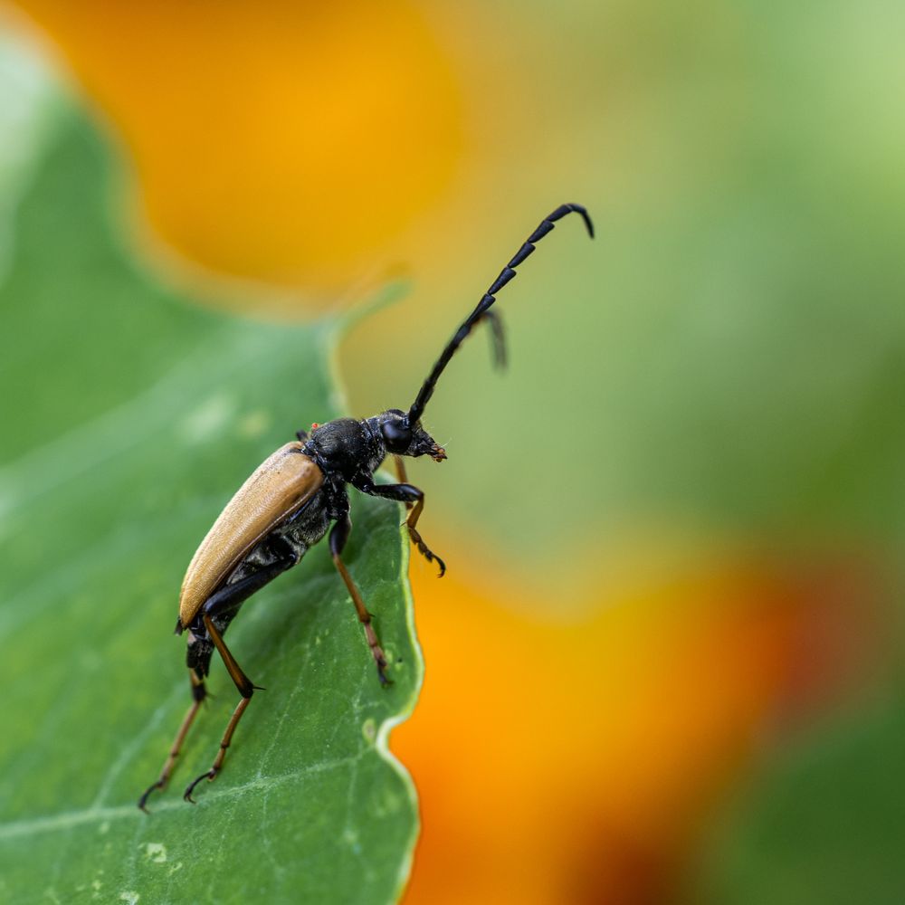 Stichtoleptura rubra, rödbrun blombock, red-brown longhorn beetle, långhorning, cerambycidae. 