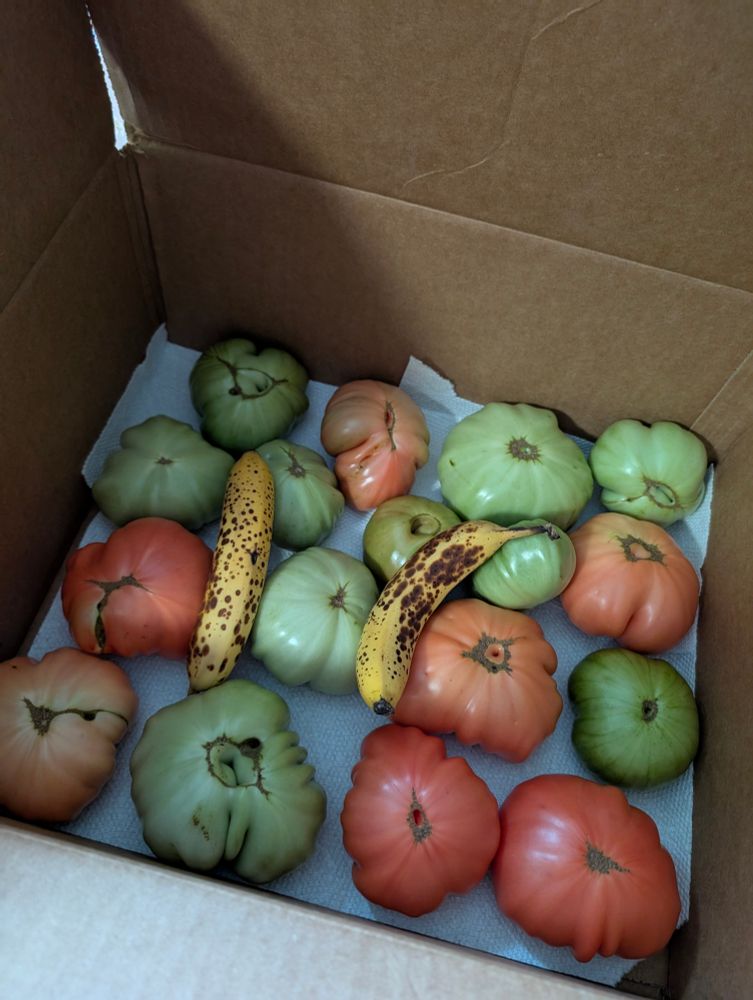 a box filled with large tomatoes of various sizes