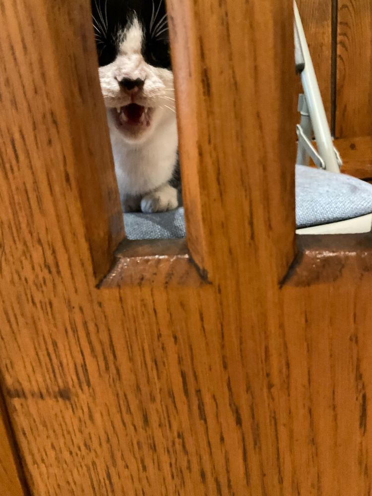 Black and white cat shouting at the camera from behind a choir stall