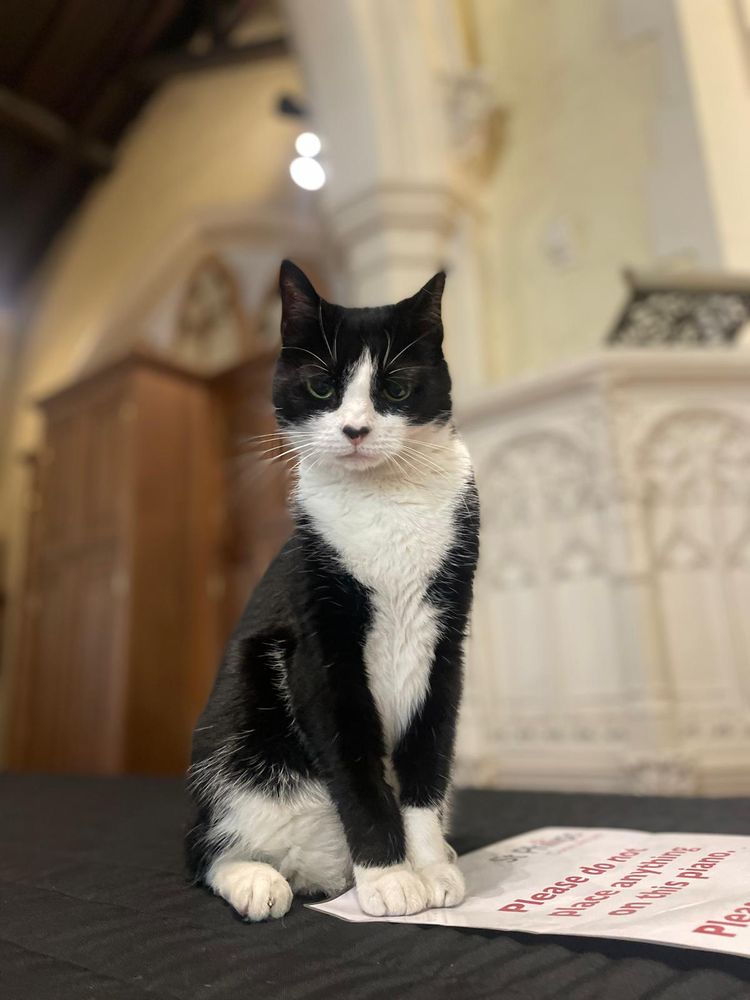 Black and white cat sitting on the piano with the old Victorian pulpit in the background 