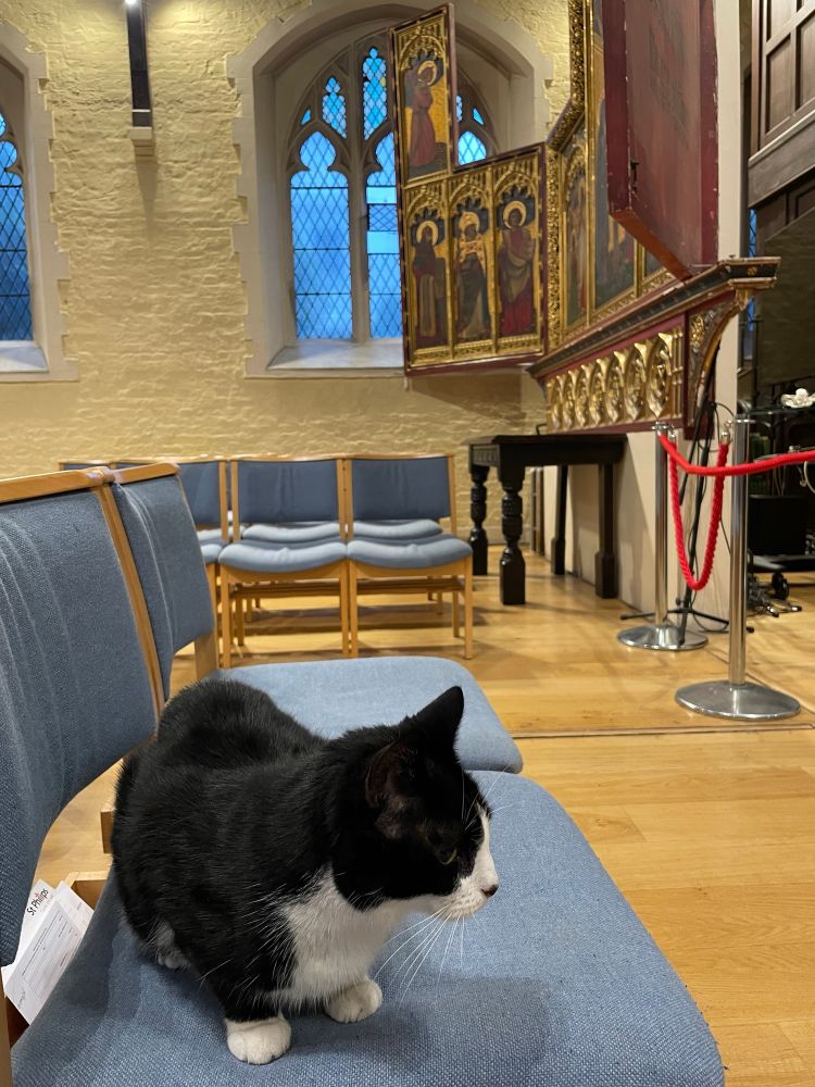 Black and white cat loafing on a chair 