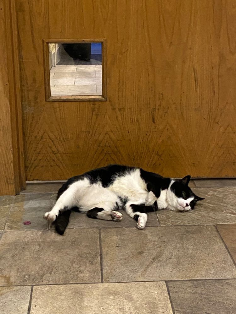 Black and white cat lying in front of a door 