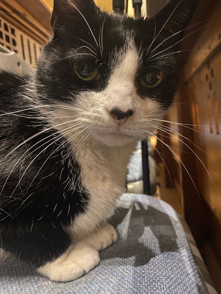 Black and white cat sitting in the Choir stalls 