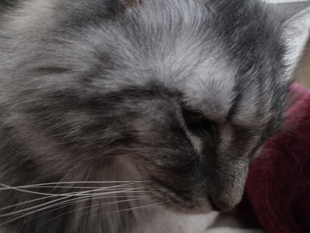 A close up of a tabby cat's face in profile