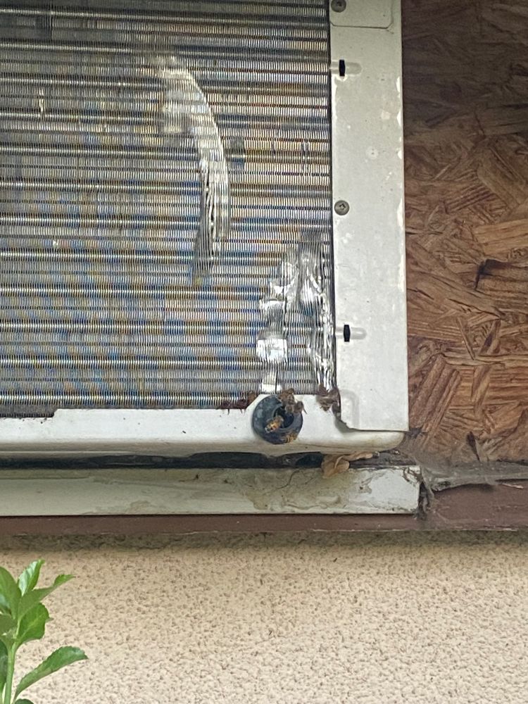 several bees hanging out in an AC unit