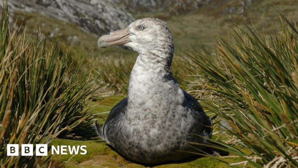 Durham University study finds sea ice melt impacts birds' feed trips