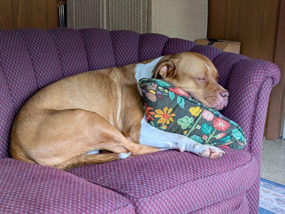 The same dog on another sofa, with another pillow snuggled under him. 