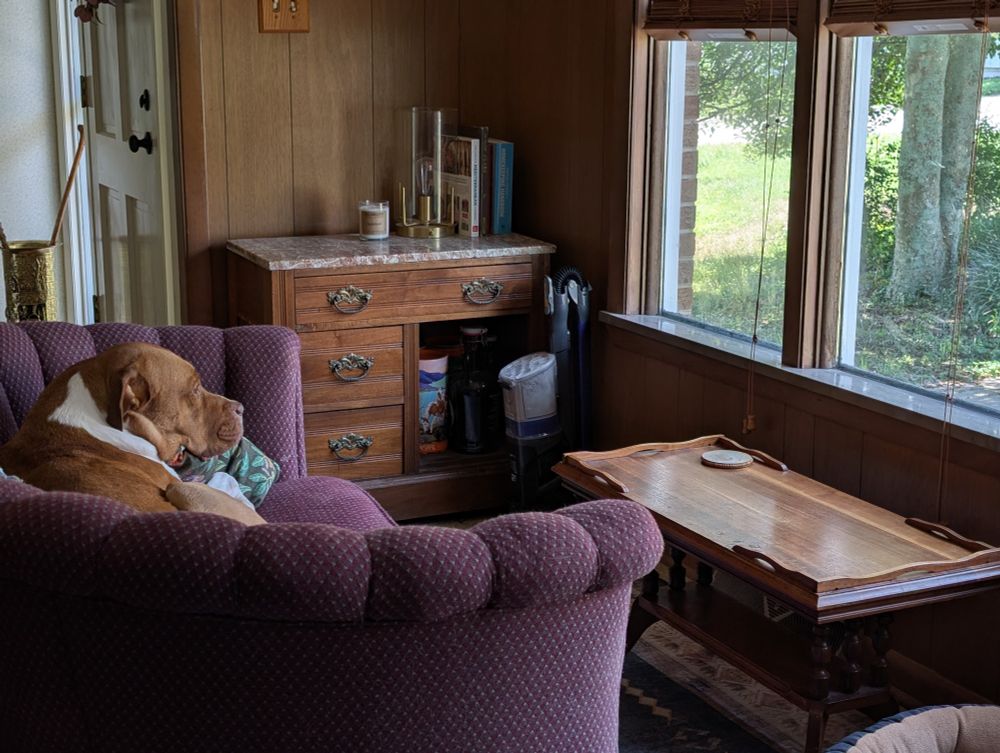 A big, light brown dog is lying on a loveseat thing, looking out a big picture window onto a yard. He's very focused.