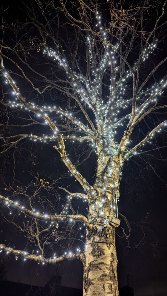 Single stem mature silver birch with white fairy lights lit up in a black sky