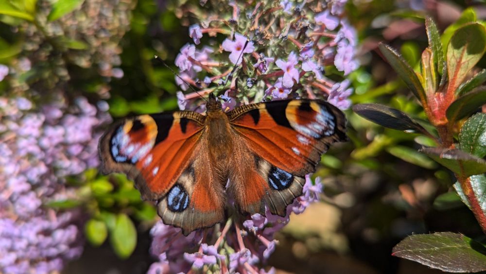 Peacock butterfly, mostly orange with blue, white and red circles on wing tips, on light purple Buddleia flower.