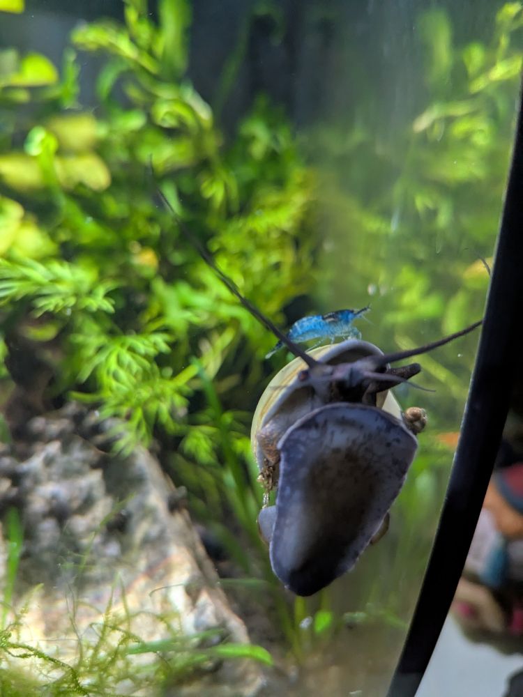 Freshwater snail and shrimp