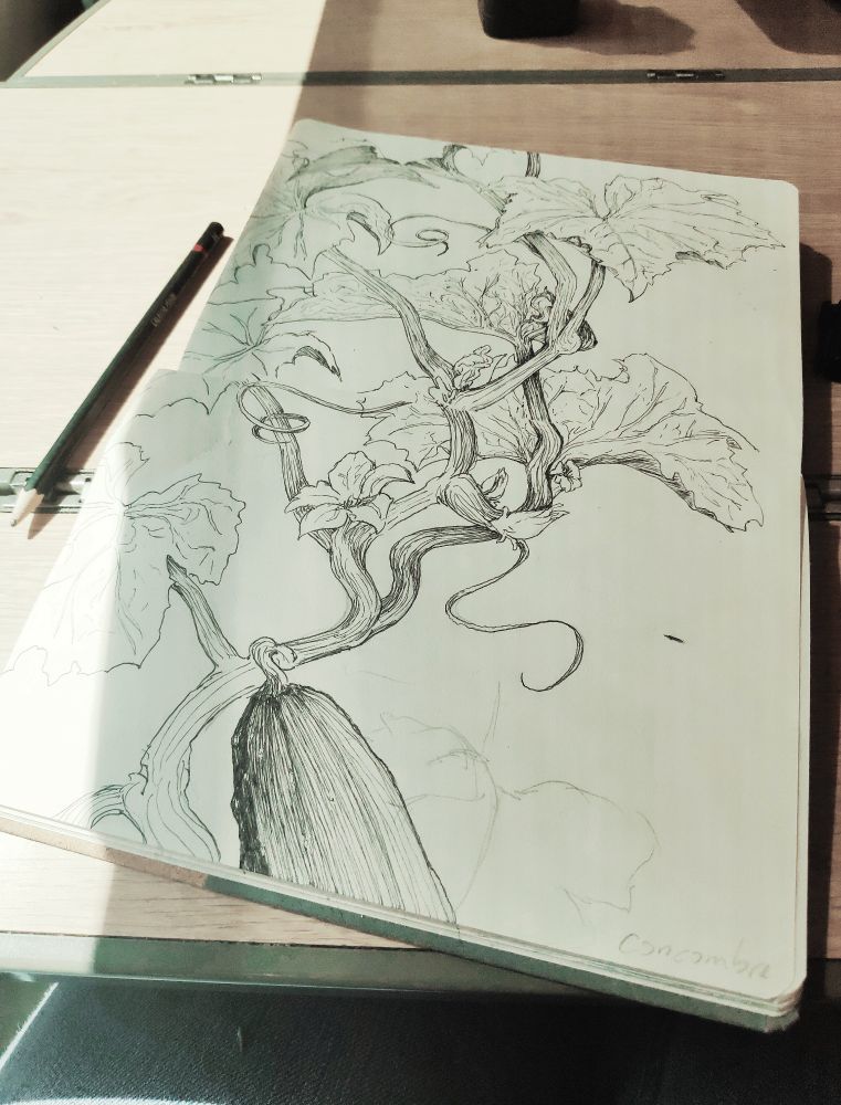 Vue d'un carnet posé sur une table, sur lequel est dessiné un plant de concombre au stylo noir. 