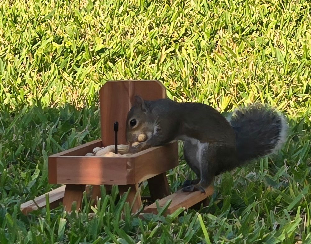 A squirrel perched on the bench of a tiny picnic table style feeder. With one peanut already in its mouth, this little cutie leans in to scoop up second peanut while accidentally making eye contact with the human observer. 