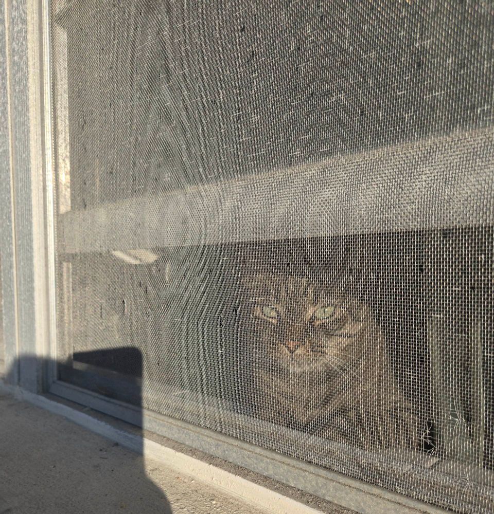 A standard issue cat calmly looks out the window through an old screen