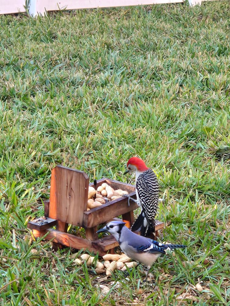 a red-bellied woodpecker perched on a miniature picnic table laden with peanuts & an eastern blue jay grabbing some from the grass next to him