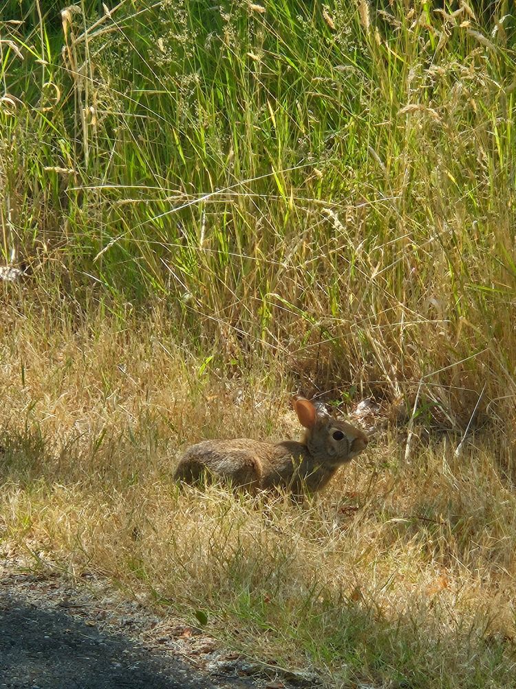 Photo of a bunny sunning itself next to some long golden grass