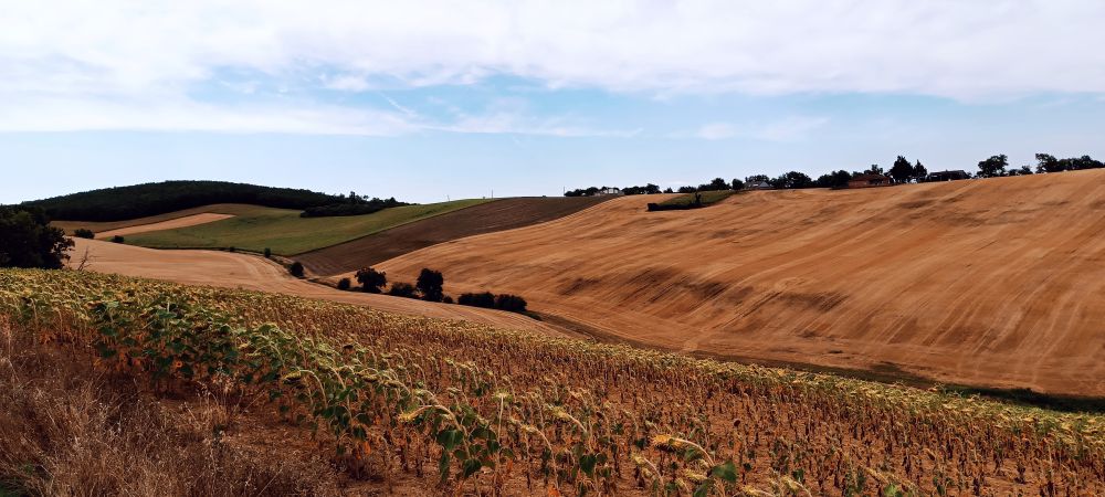 Paysage rural typique du Gers avec des collines vallonnées. Au premier plan, un champ de tournesols fanés. Des champs moissonnés et des parcelles cultivées se dessinent sur les collines sous un ciel nuageux, avec quelques arbres et maisons lointaines.