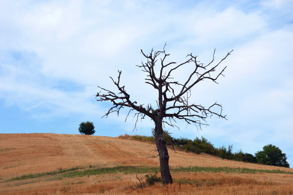 Arbre mort et dénudé, un chêne d'après l'écorce, aux branches fines et tordues, qui se dresse au premier plan sur une colline couverte d'herbe sèche et de chaume. Gers