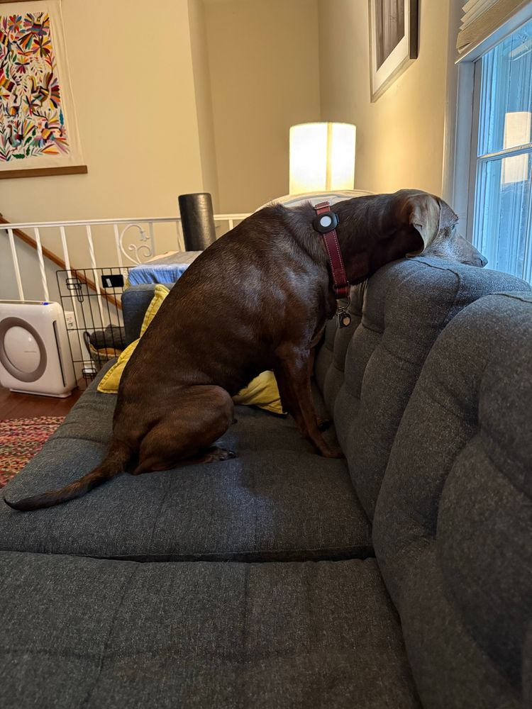 A large dark brown dog wearing a red collar rests comfortably on a gray sectional sofa in a cozy living room. The dog is looking out a window, and the room features warm lighting from a table lamp, colorful artwork on the walls, and a patterned rug on the floor. A dog crate is visible in the background near the window.​​​​​​​​​​​​​​​​