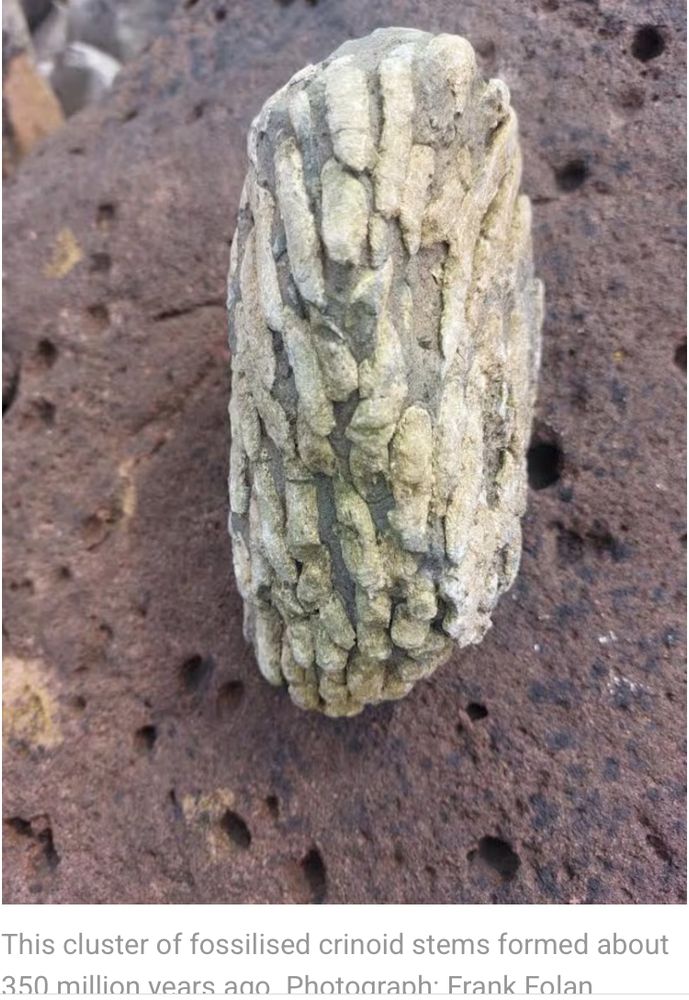 Pale grey cylinders of colonial coral with darker limestone filling spaces in the colony between each tube