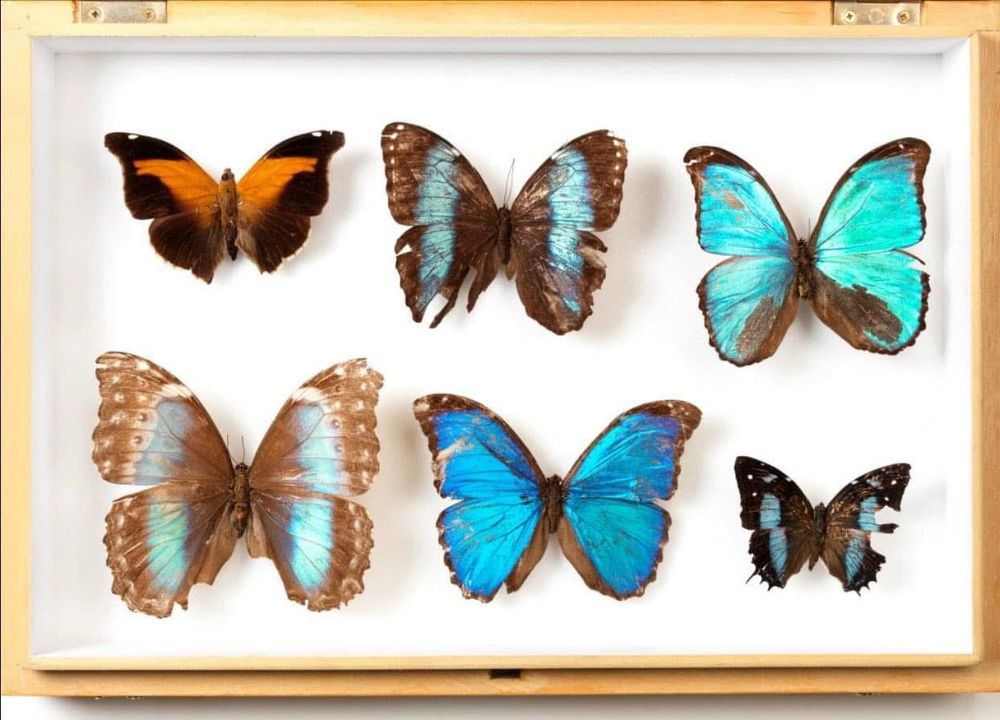 Six butterflies pinned in a museum storage box 
