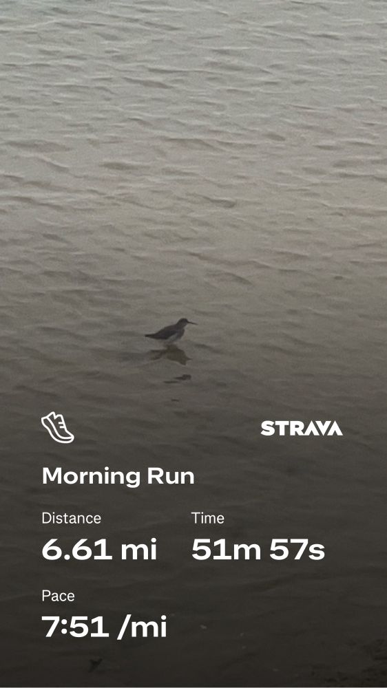 A hardy dunlin working the icy river bank, overlaid with nerdy run stats 